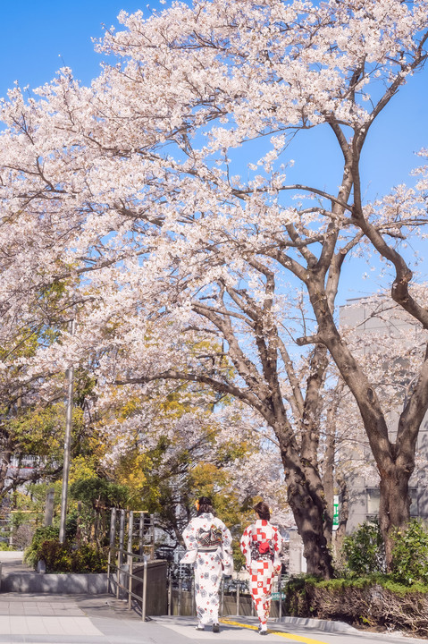 祝４０００豆記念。春桜四景