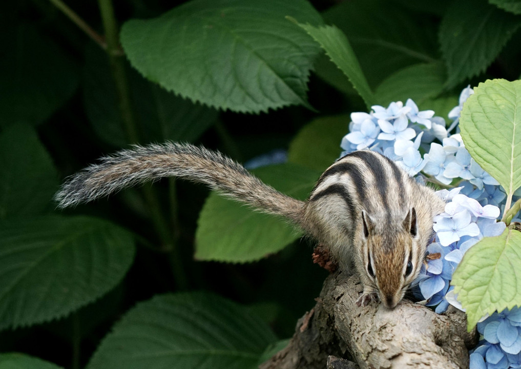 紫陽花とシマリス