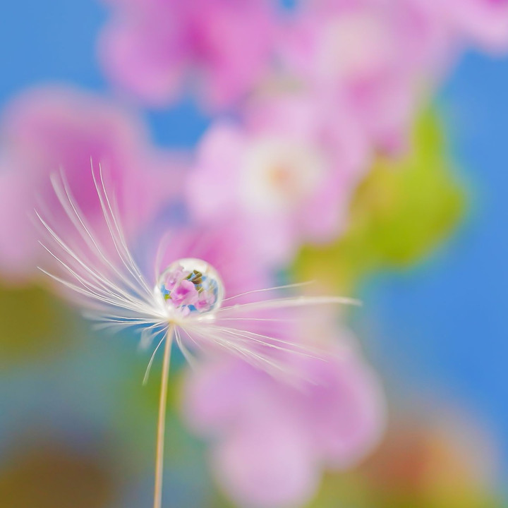 ブルー　ピンク　イエロー　小さな花たち