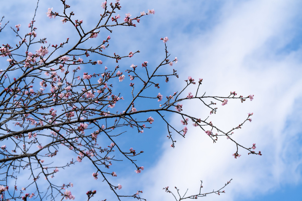これから。。。北浅羽の桜