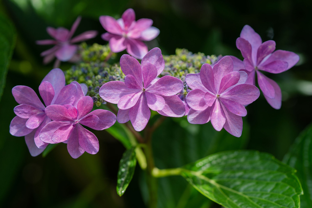 蒼い紫陽花