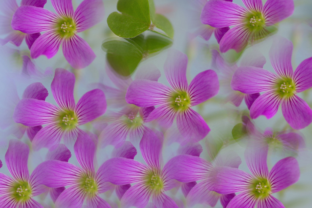 紫の花集め