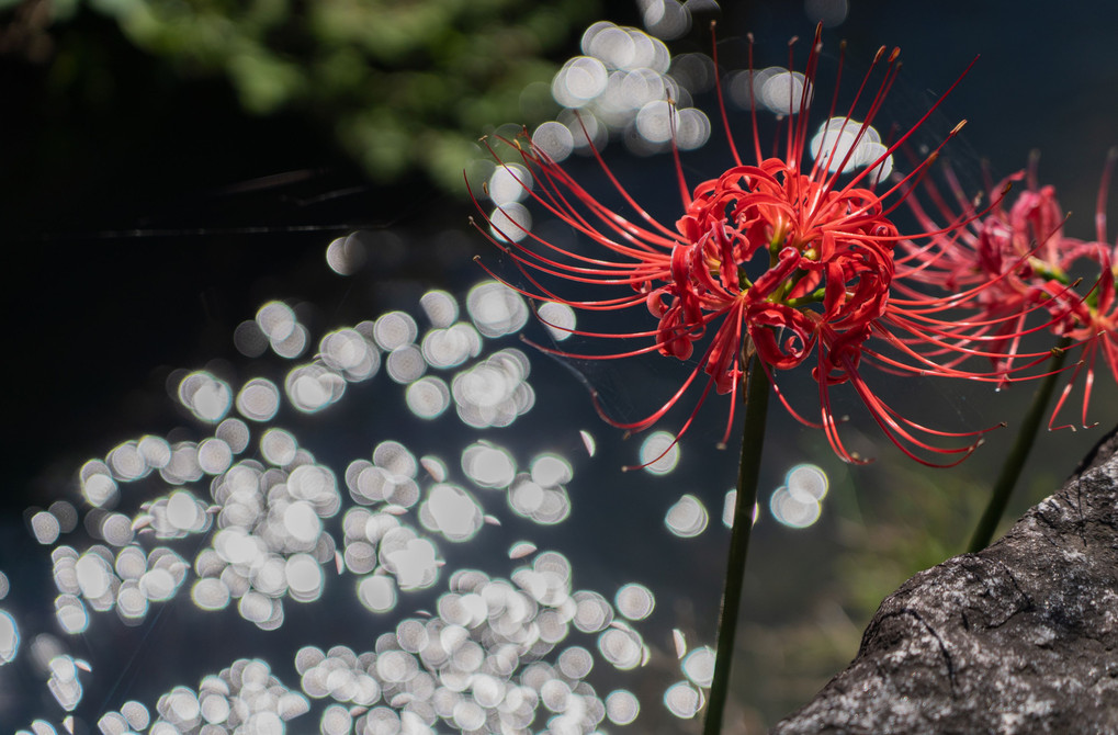 いやしの花たち