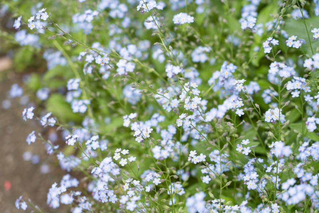 美しき花たち　オープンガーデン