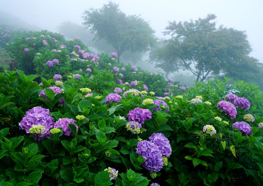 霧につつまれて　美の山紫陽花