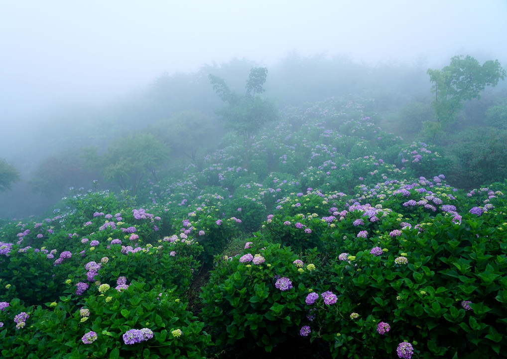 霧につつまれて　美の山紫陽花