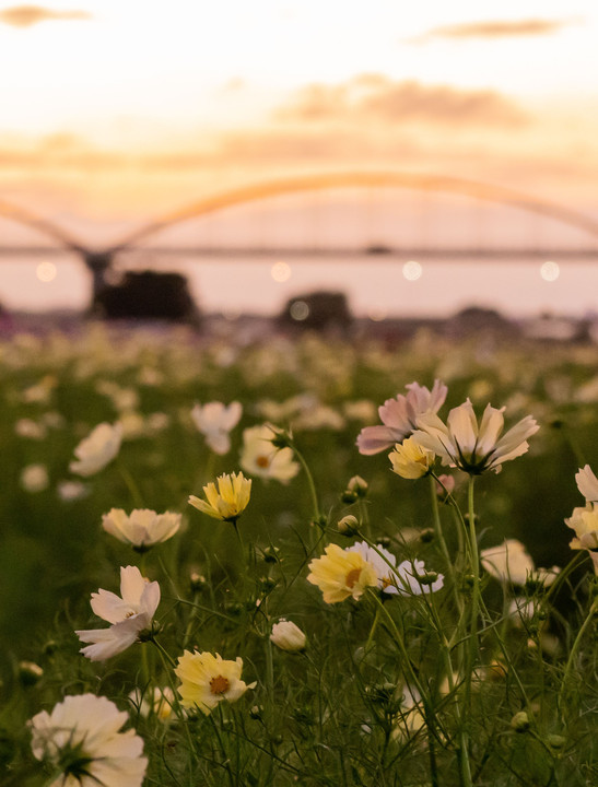 夕暮秋桜