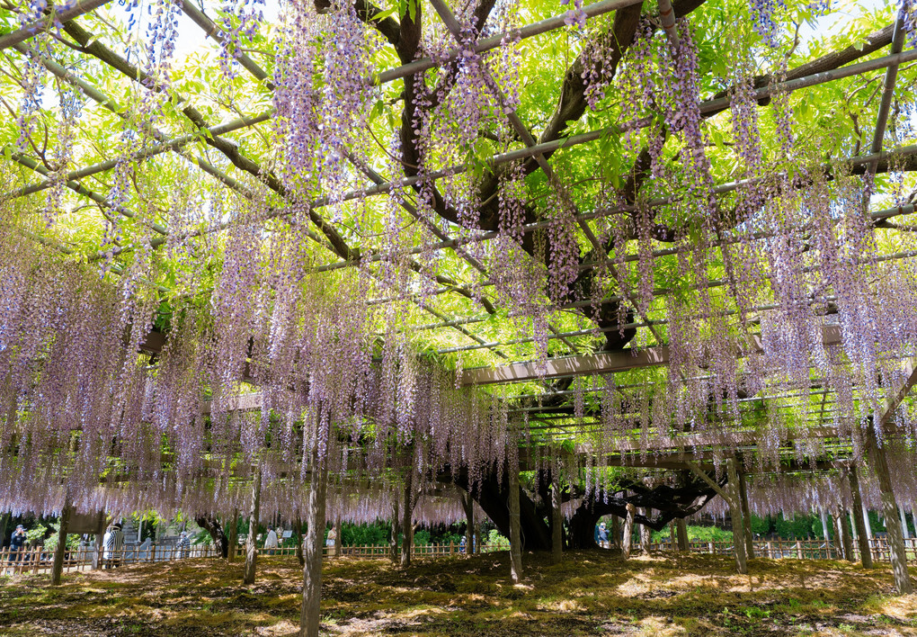 騎西藤まつり Mamanさん Acafe Aの写真投稿サイト ソニー 騎西藤まつり Mamanさん Acafe Aの写真投稿サイト ソニー