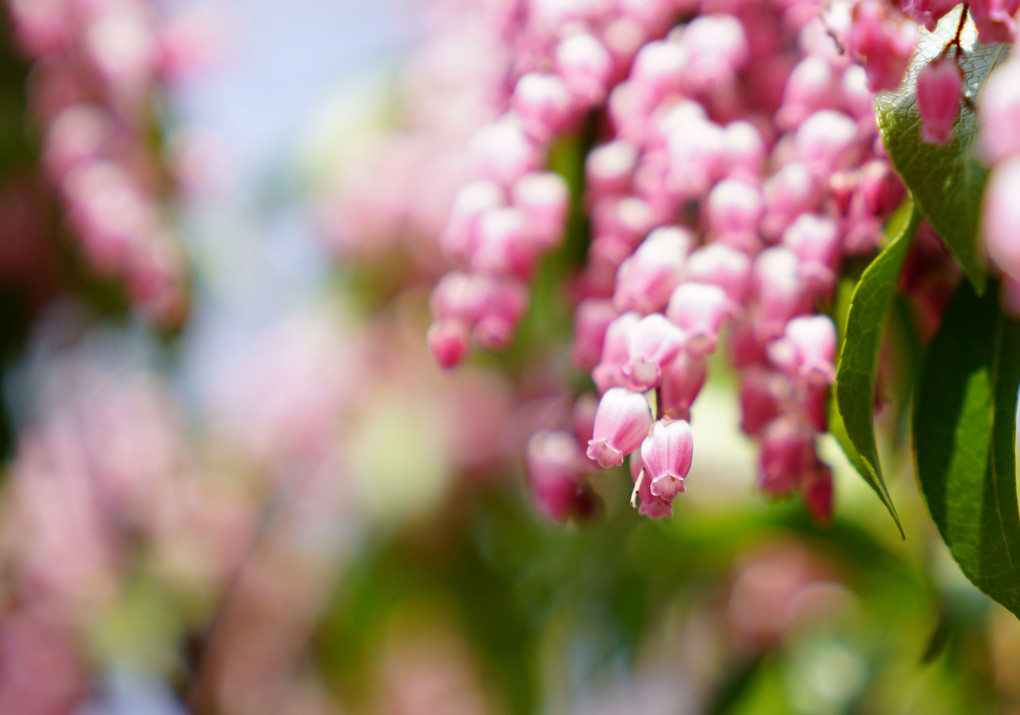 馬酔木の花