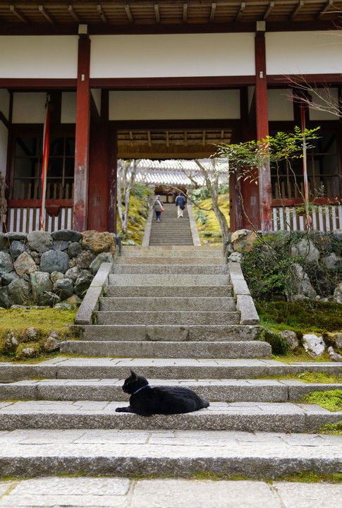 ほっこり春の嵐山・嵯峨野