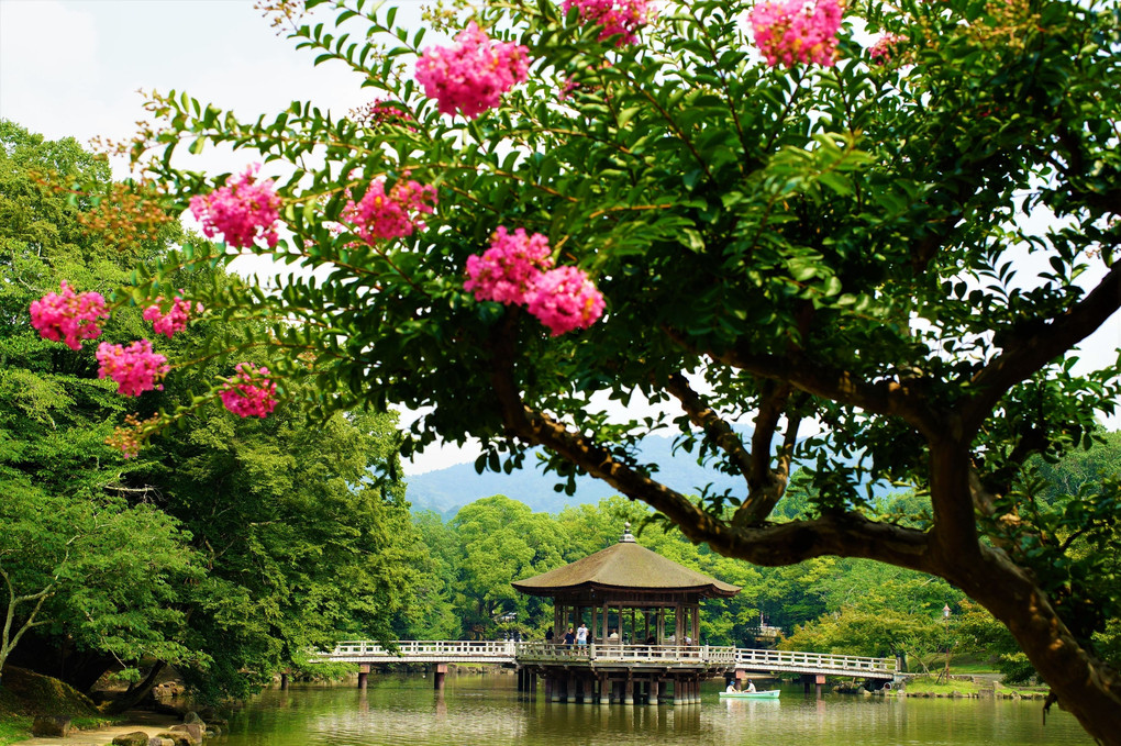 百日紅の花咲くころ－真夏の奈良公園にて－