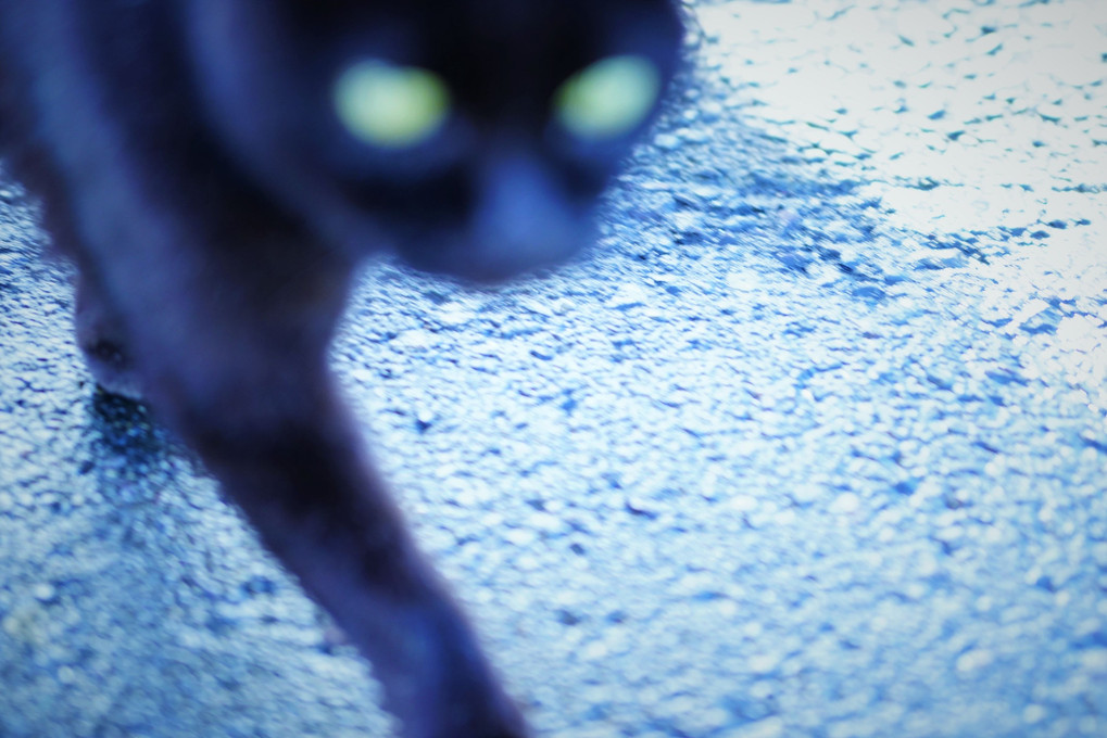chat noir －黒猫－
