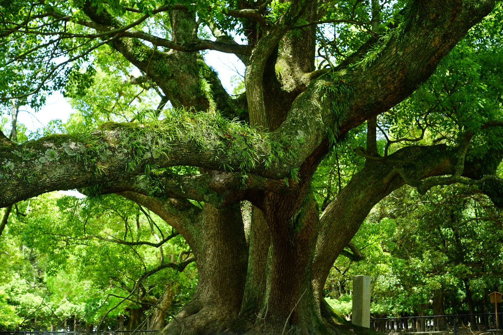 大きな楠の木の下で－奈良・飛火野－