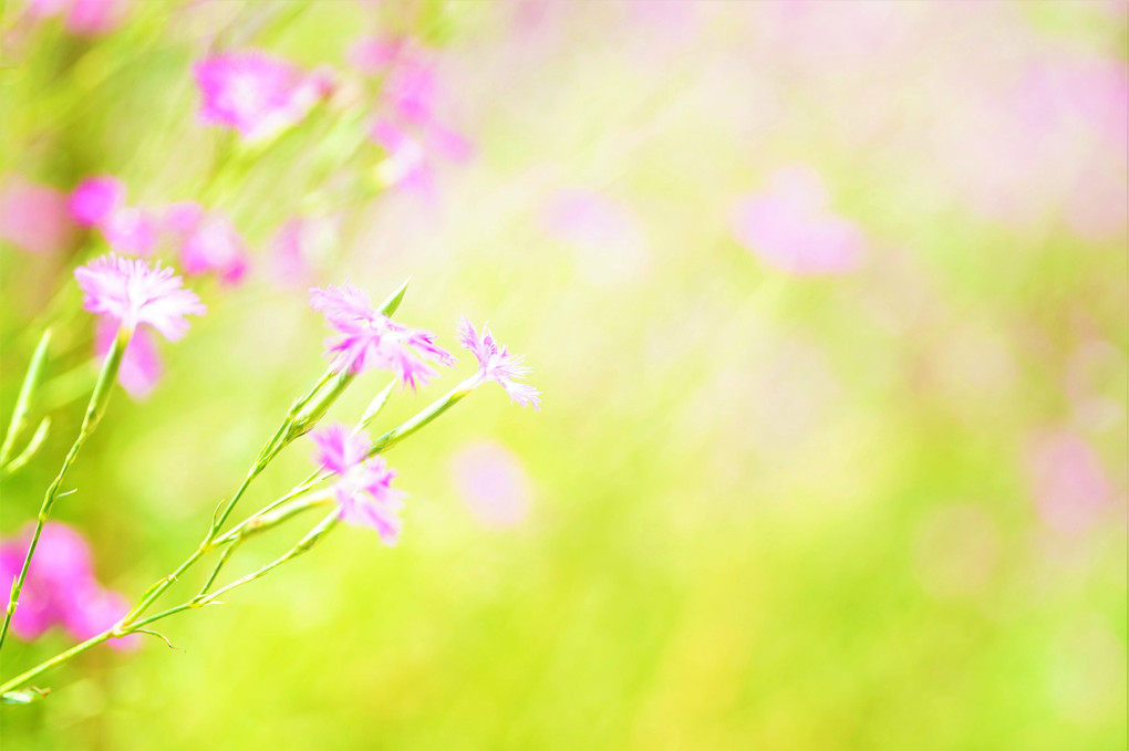 秋の花､見いつけた｡