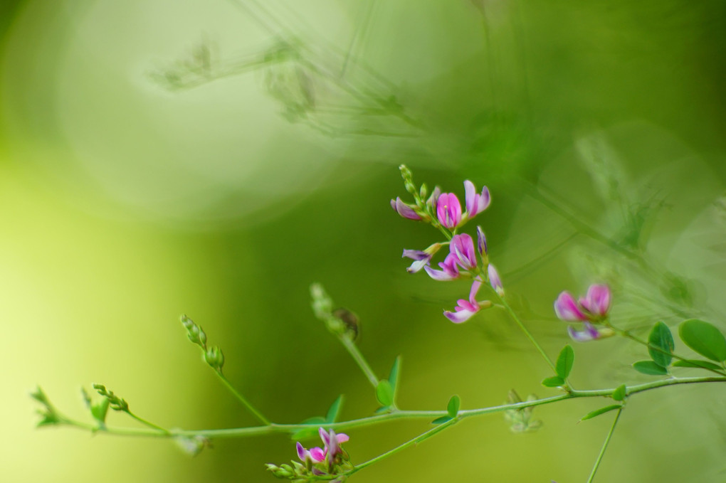 秋の花､見いつけた｡