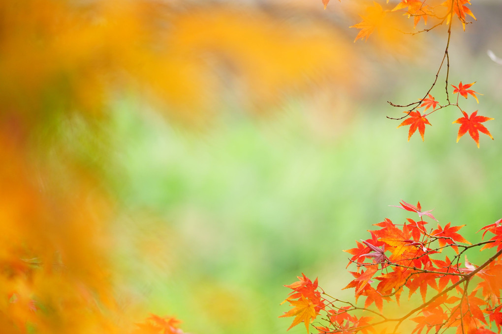 ちはやふる－奈良斑鳩・龍田川の紅葉－