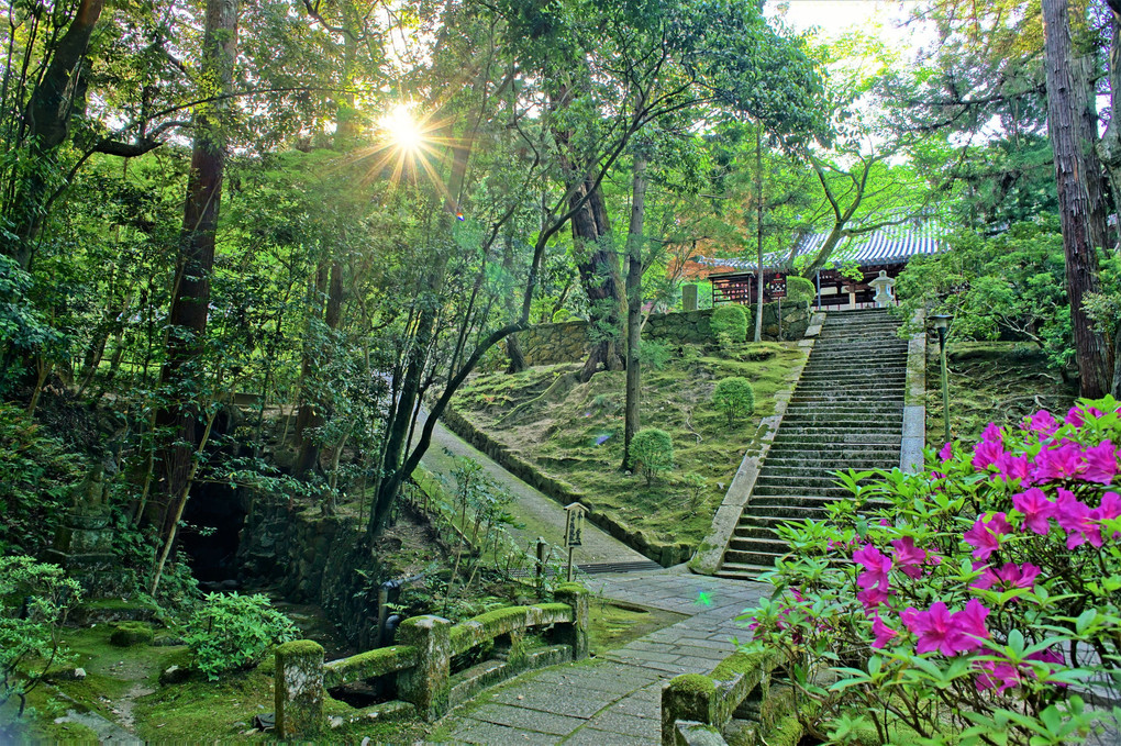 目に青葉－新緑の奈良･霊山寺をゆく－