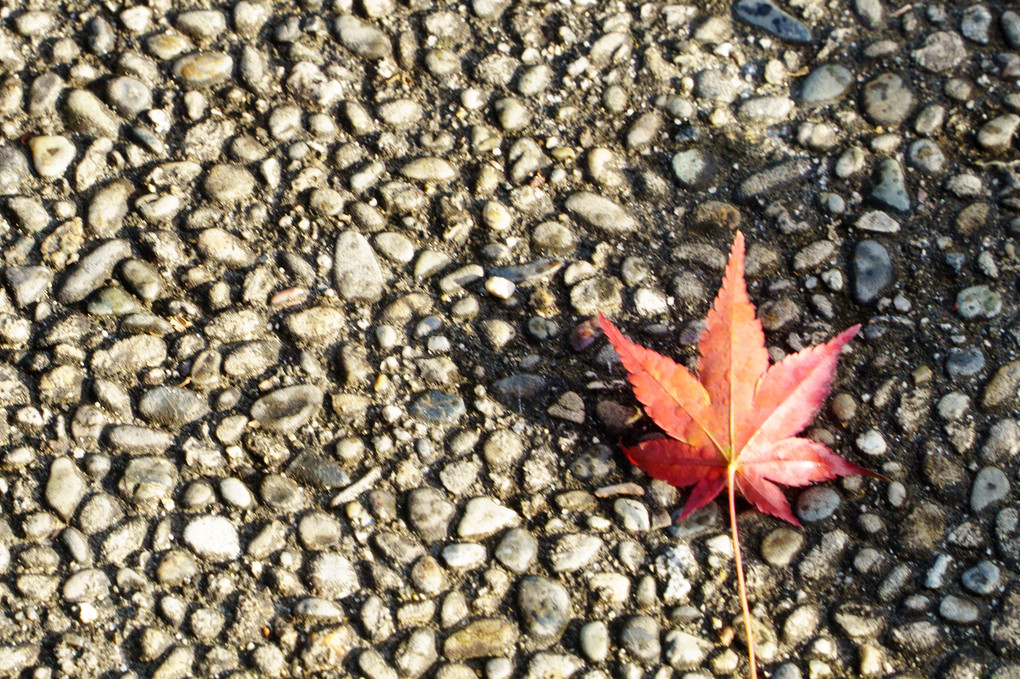 宇治の紅葉