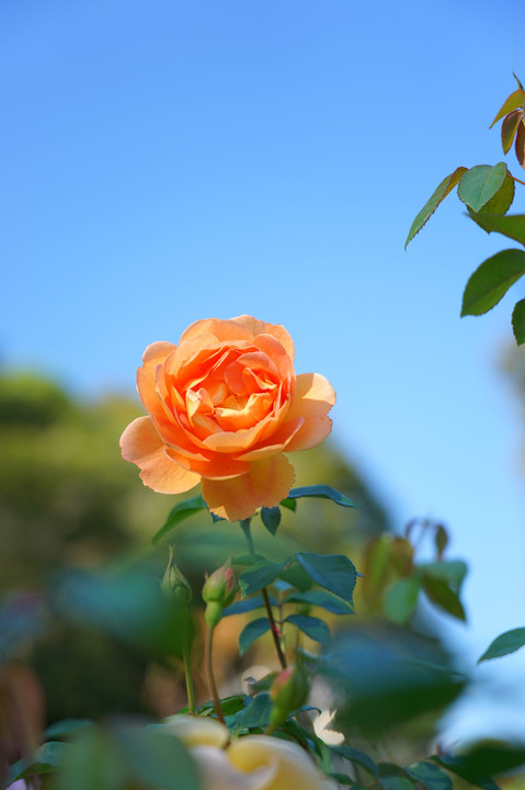 植物園　２秋バラ