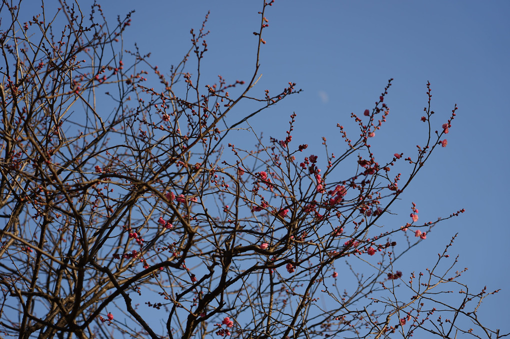 梅の開花