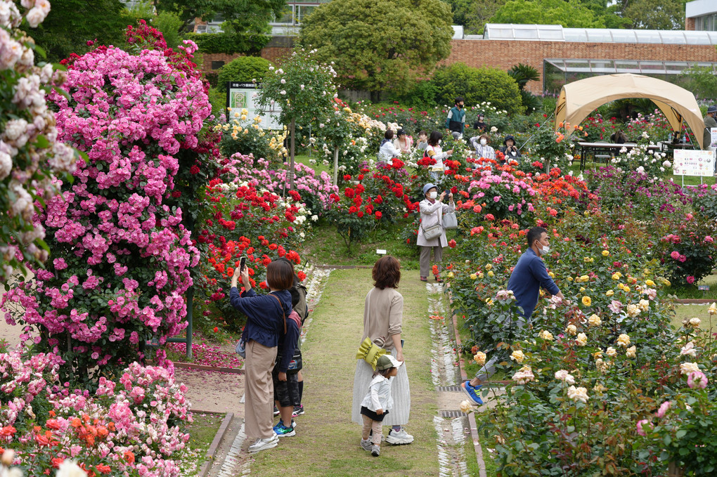 植物園の薔薇祭り