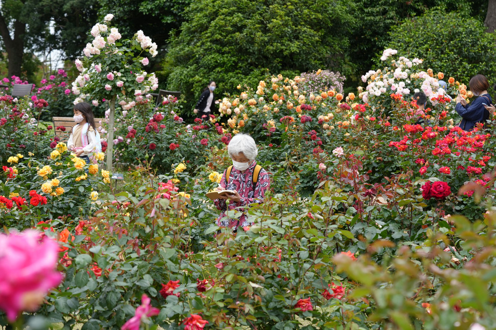 植物園の薔薇祭り