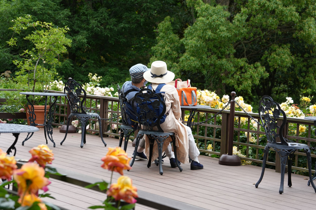 植物園の薔薇祭り