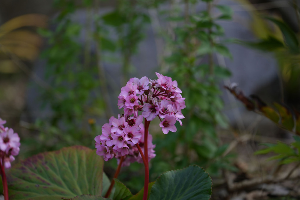 植物園にて