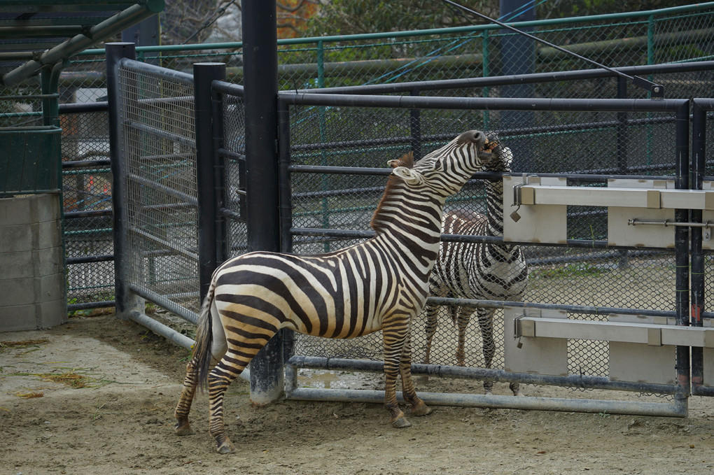 ホワイトデーの動物園