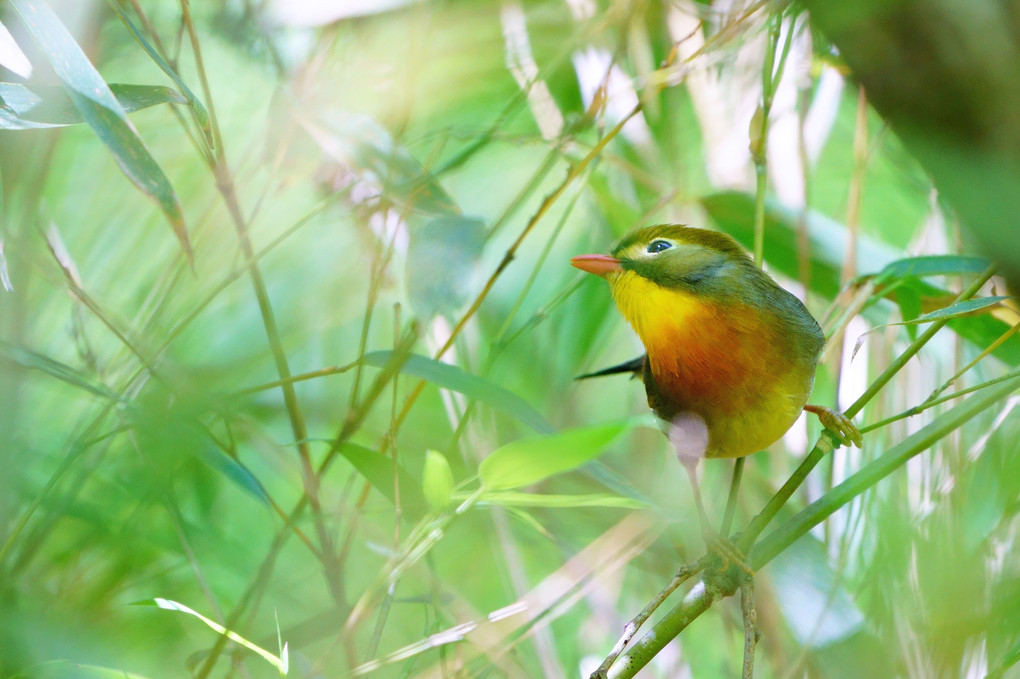 やはり可愛かった…　#ソウシチョウ#