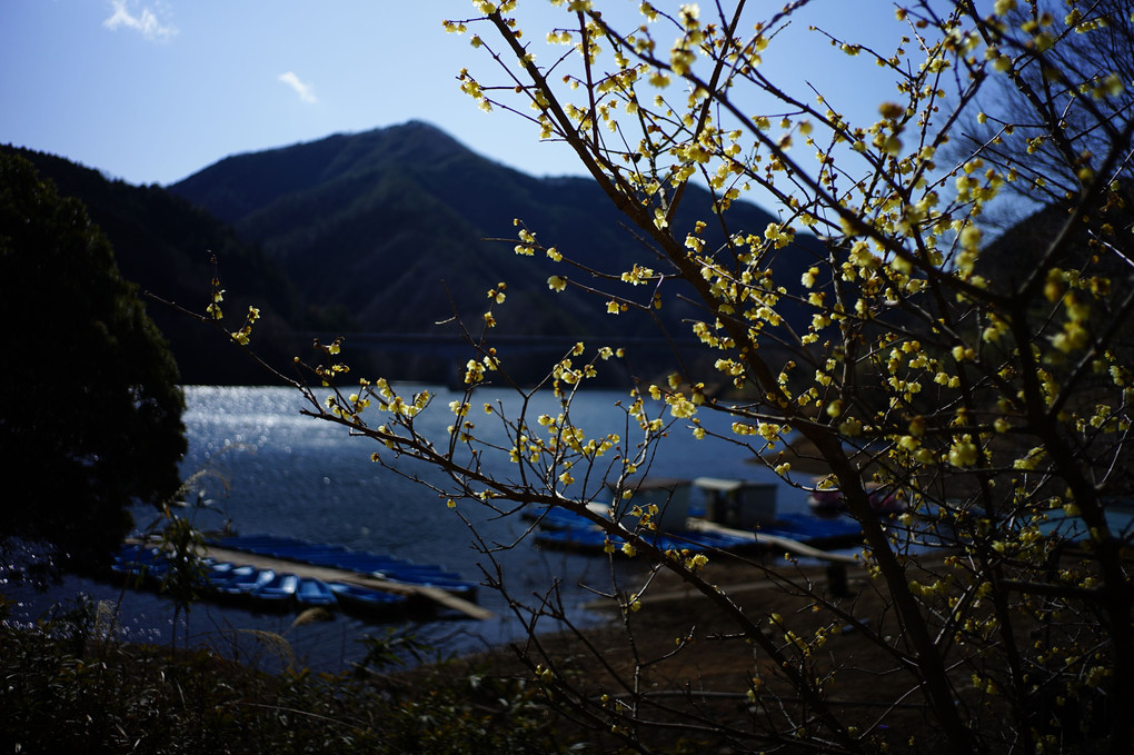 梅田湖で、蝋梅。