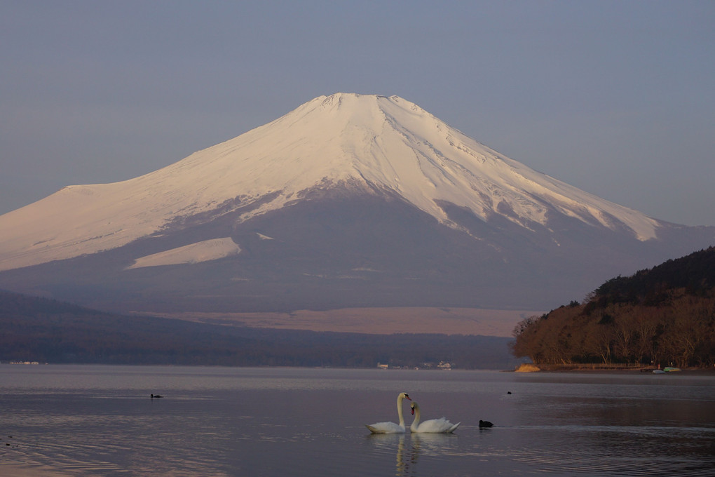 早朝の富士山と二羽の白鳥