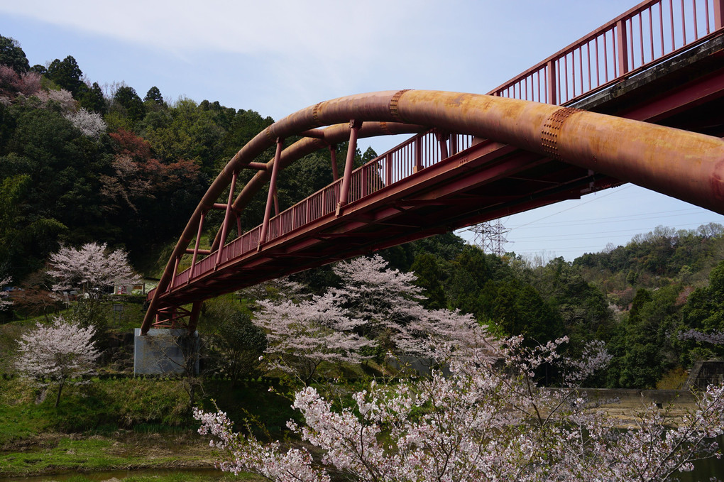 王滝渓谷の桜