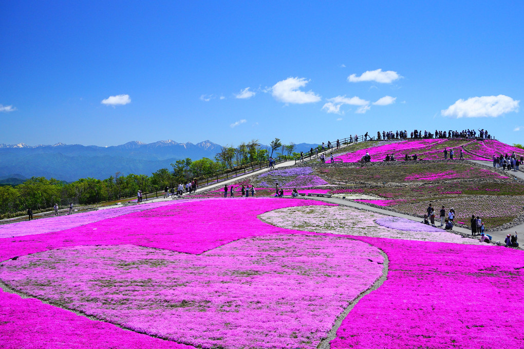 茶臼山高原の芝桜