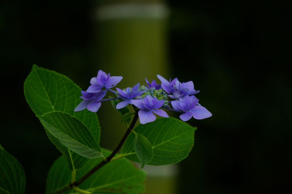 丈山苑の紫陽花