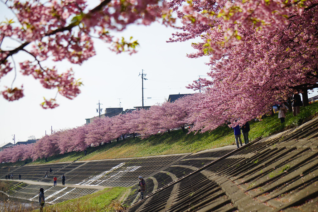 乙川の河津桜