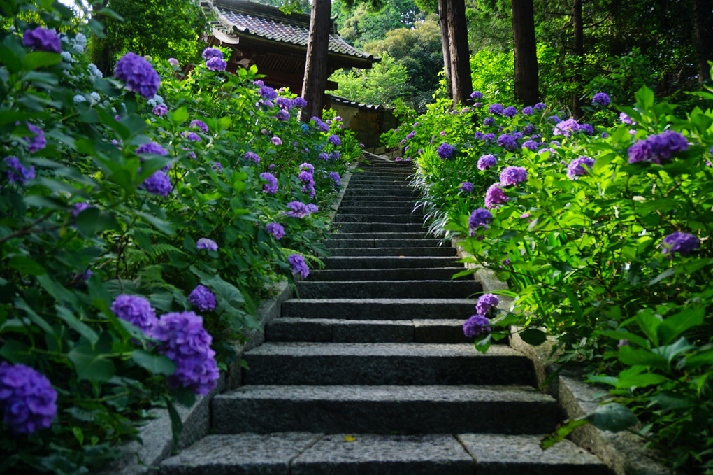 本光寺の紫陽花