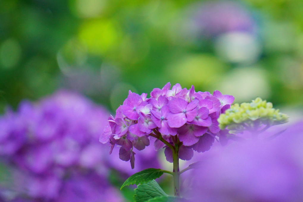 多摩川台公園の紫陽花