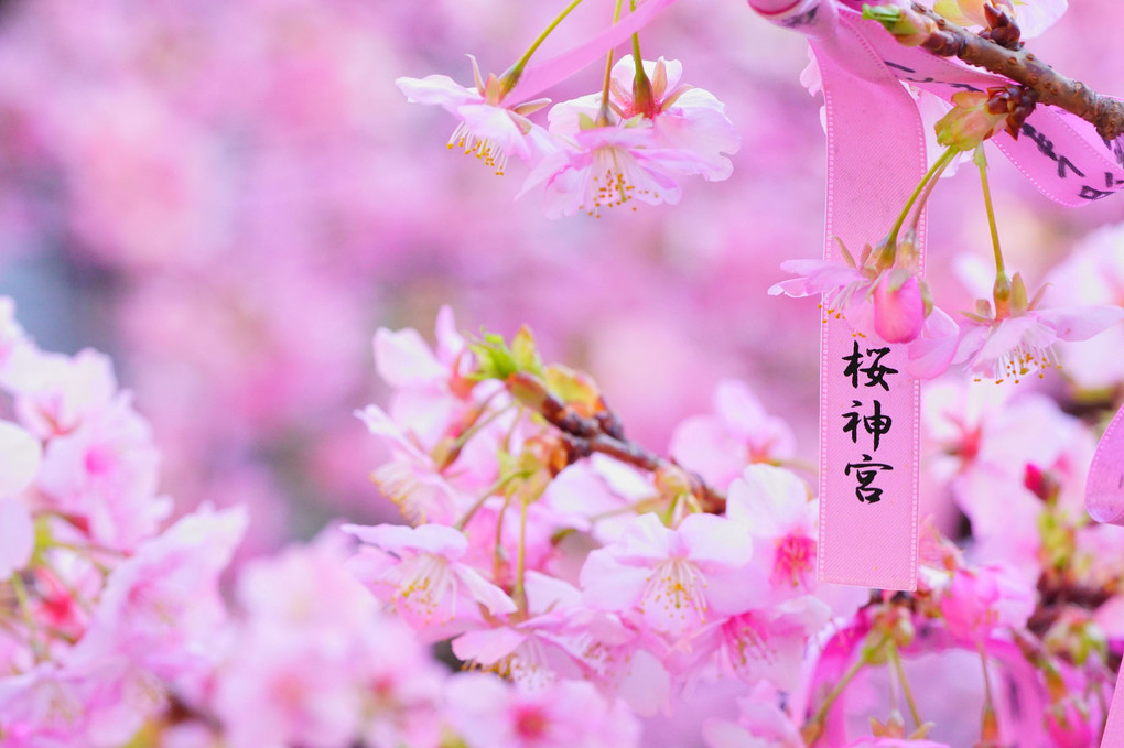 桜に、願を結んで。