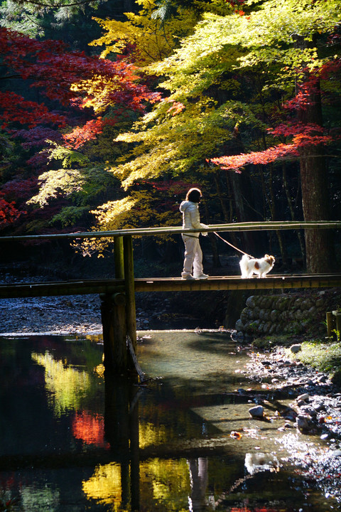 紅葉の小国神社