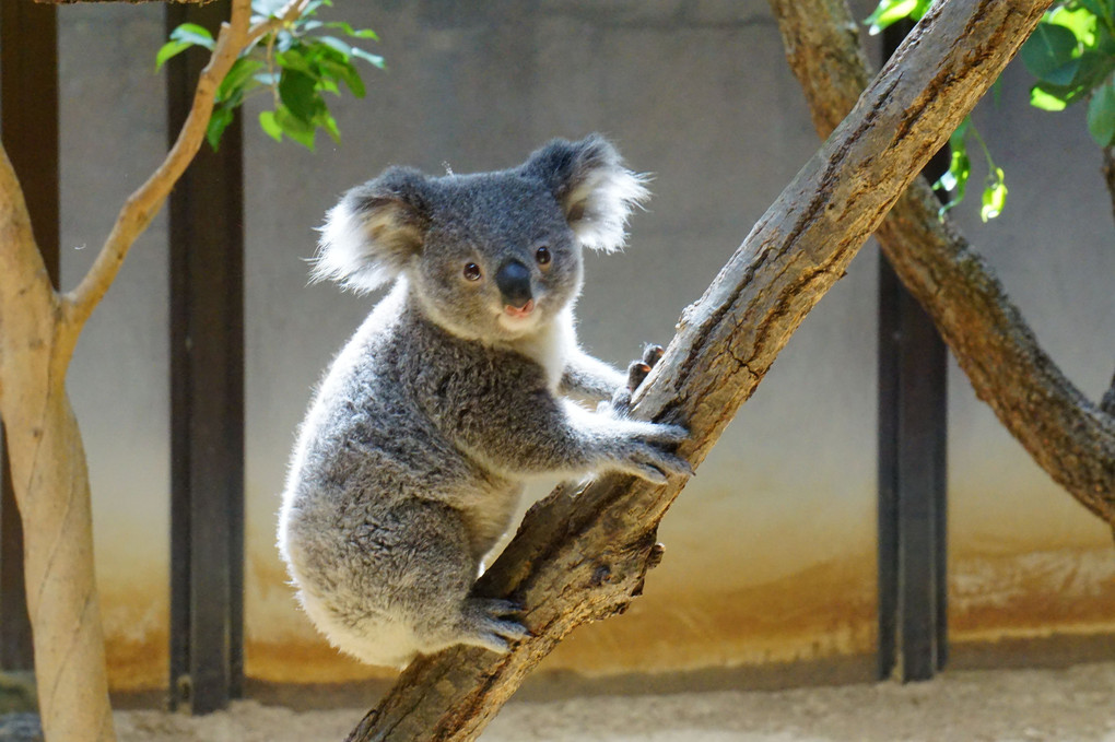 東山動物園のコアラ
