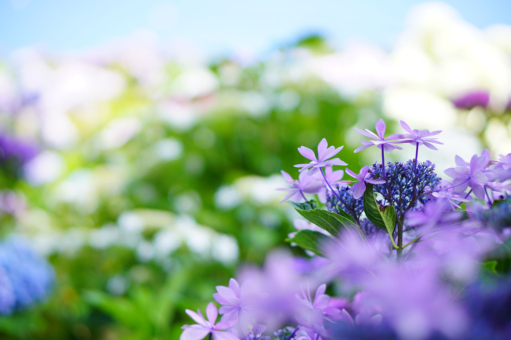 三河湾の紫陽花