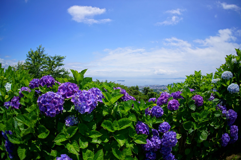 三河湾の紫陽花