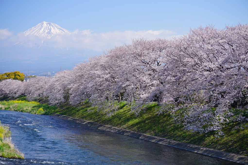 潤井川と桜