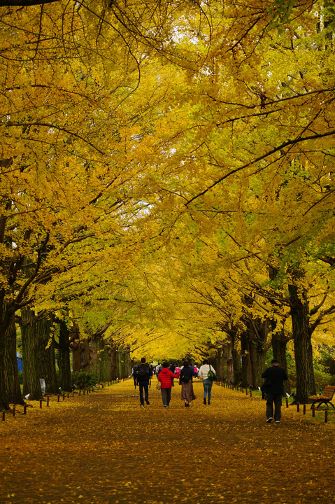 雨上がりの昭和記念公園