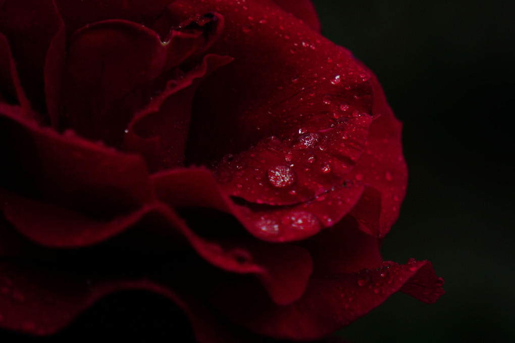 雨中の赤いバラ