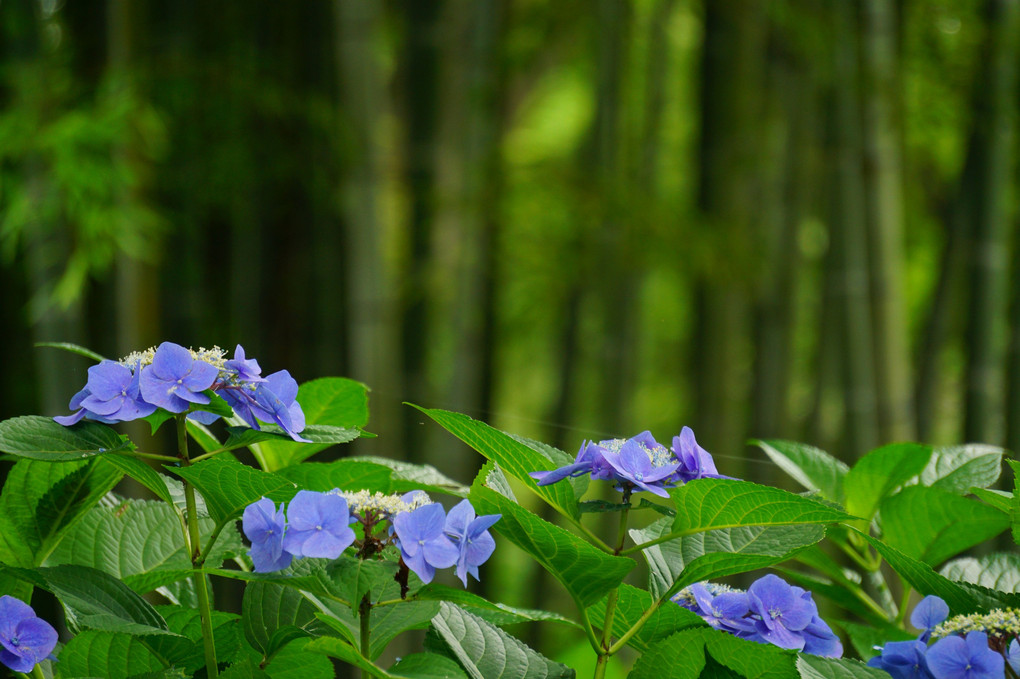 郷土の森　紫陽花