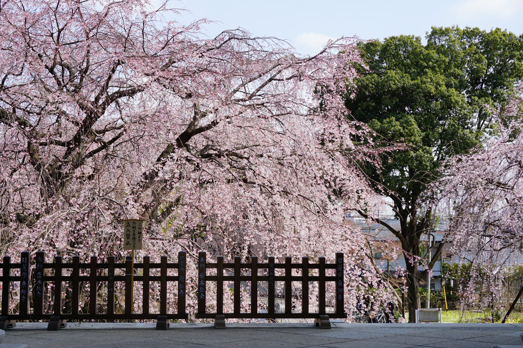 しだれ桜