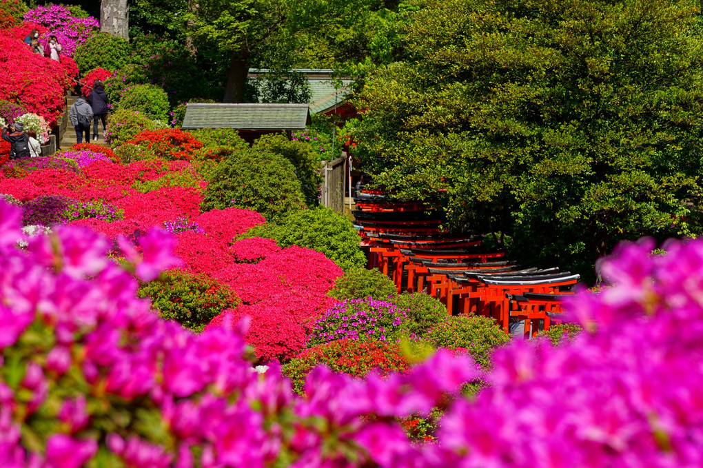 根津神社のつつじ