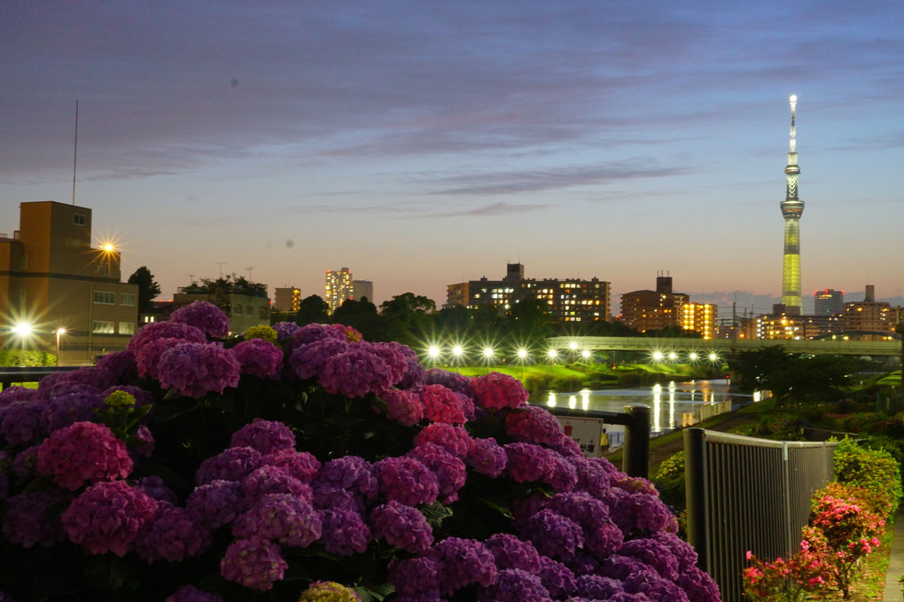 夕暮れのスカイツリーと紫陽花